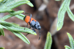 Melanopleurus belfragei