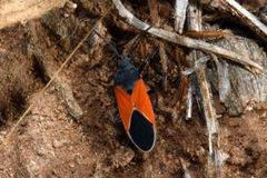 Melanopleurus belfragei