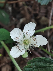 Rubus lainzii
