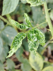 Phyllocoptes gracilis