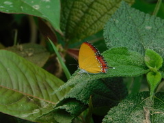 Heliophorus epicles