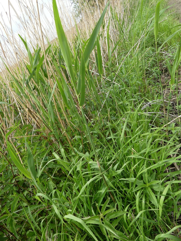 American common reed from Murray County, MN, USA on June 01, 2022 by ...