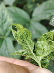 Phyllocoptes gracilis