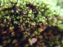 Bryum barnesii