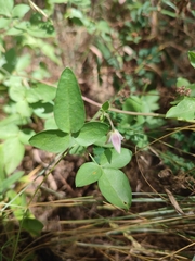 Clematis campaniflora