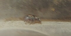 Habronattus hirsutus