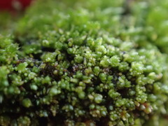 Bryum barnesii