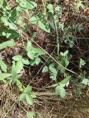 Clematis campaniflora
