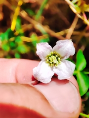 Clematis campaniflora