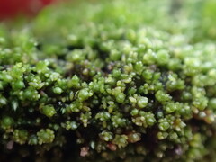 Bryum barnesii