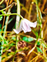 Clematis campaniflora