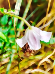 Clematis campaniflora
