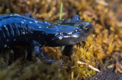 Aneides flavipunctatus