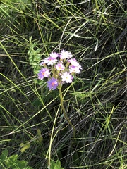 Primula longiscapa