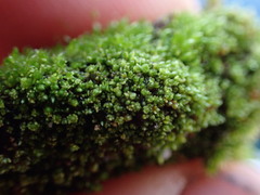 Bryum barnesii
