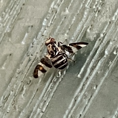 Dyscrasis hendeli