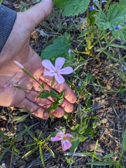 Phlox adsurgens