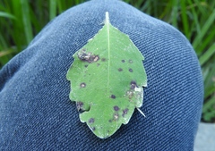 Mycosphaerella impatientis