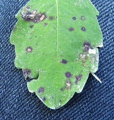 Mycosphaerella impatientis