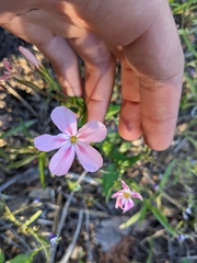 Phlox adsurgens