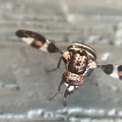 Dyscrasis hendeli