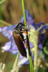 Selonodon