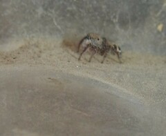Habronattus hirsutus