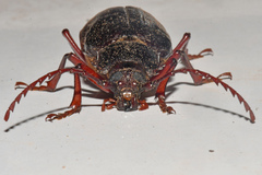 Prionus californicus