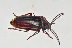 Prionus californicus