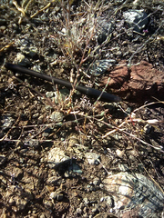 Lessingia arachnoidea