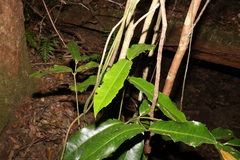 Wilkiea macrophylla