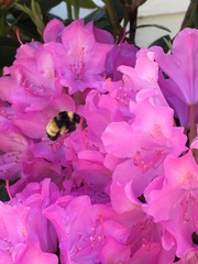 Bombus terricola image