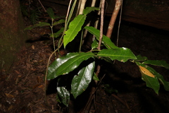 Wilkiea macrophylla
