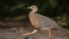 Crypturellus cinnamomeus