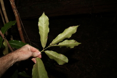 Wilkiea macrophylla