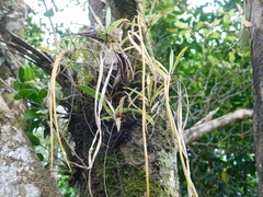 Aeschynanthus angustifolius