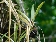 Aeschynanthus angustifolius