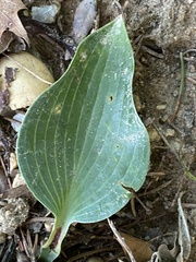 Hosta sieboldii
