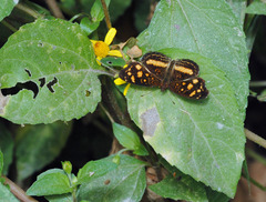 Anthanassa drusilla
