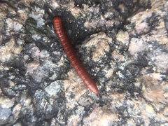 Juliformia
