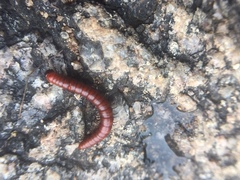 Juliformia