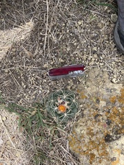 Coryphantha elephantidens