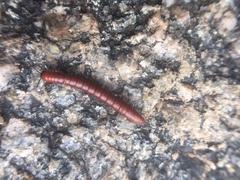 Juliformia