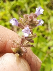 Salvia plebeia