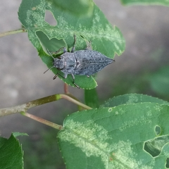 Dicerca tenebrica