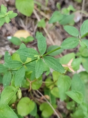 Galium broterianum