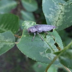 Dicerca tenebrica