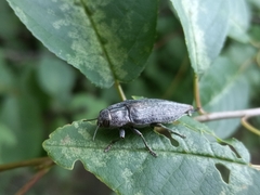Dicerca tenebrica