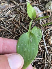 Hosta sieboldii