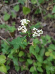 Galium broterianum